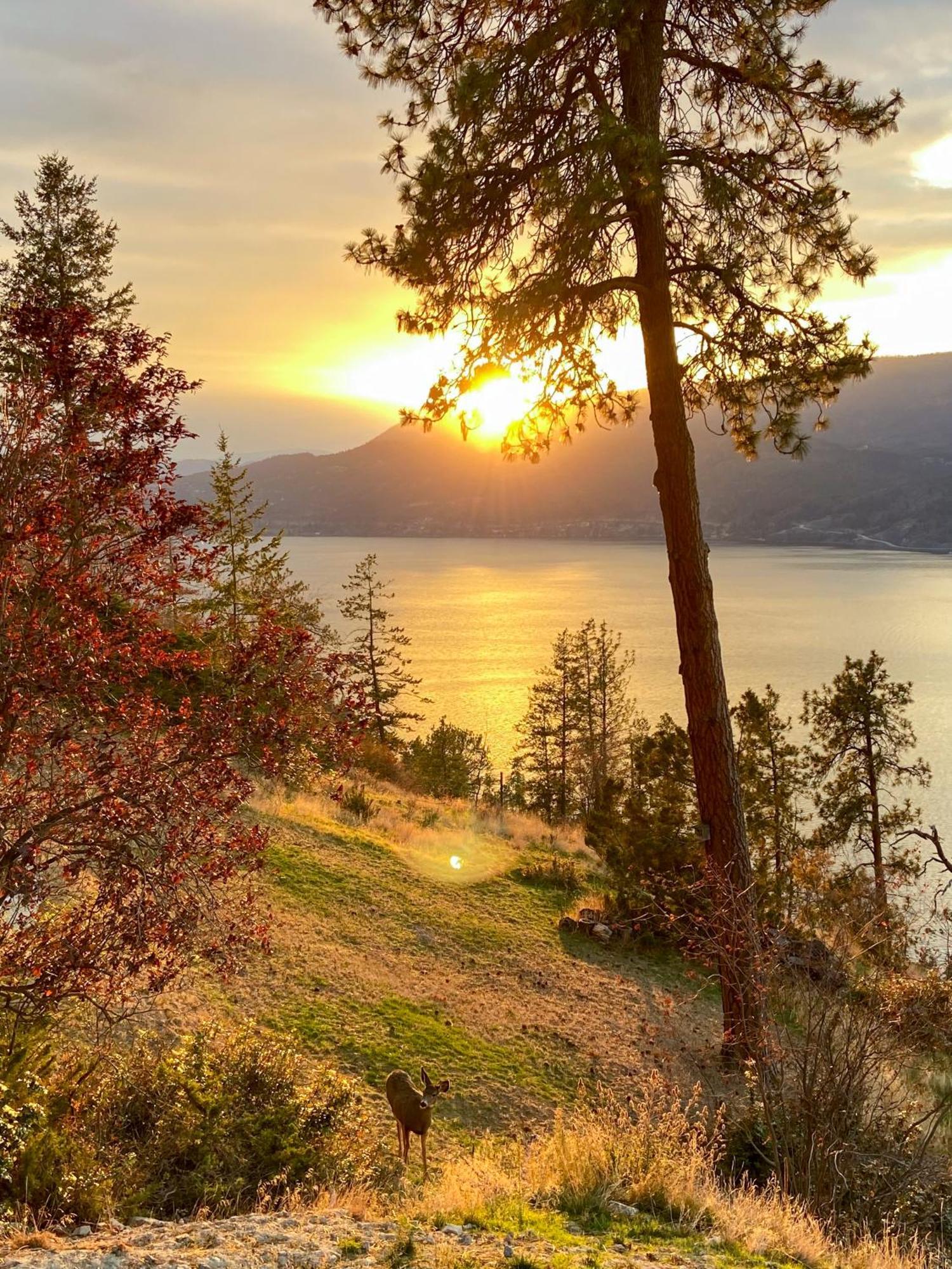 Kelowfornia Lakeview Retreat Kelowna Dış mekan fotoğraf